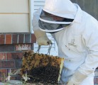 Mark Schmidt, a B.C. Fraser Valley Footprints 4-H Club member, suits up to tend to his beekeeping project at his home at Abbotsford, B.C. He smokes the bees to calm them. | Karen Morrison photo