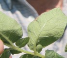 Ground application of fungicides is the most effective way to treat late blight, say officials. | File photo