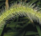 Green foxtail or millet has spread to most prairie fields with reductions in tillage and sporadic field flooding, which has prevented weed control and normal cropping. | Patrick Alexander USDA photo
