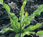 Dock is susceptible to a variety of broadleaf herbicides, but tillage is sometimes necessary. | File photo