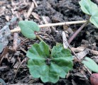 Round-leaved mallow is easily identified by its round, jagged leaves. | Michael Raine photo