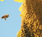 Ontario could become the first jurisdiction in North America to limit neonicotinoid seed treatment use if the province's agriculture minister holds to a statement issued last week. | File photo