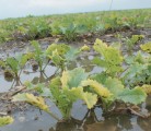 Canola yellowing in rain soaked soil after excessive rains in June 2014. | D’Arce McMillan photo
