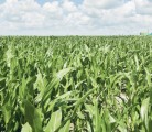 ‘Yield potential is extraordinary, there is no doubt about that,’ says a U.S. market analyst, noting that the corn crop is up to four weeks behind in some areas. | File photo