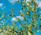 The Canadian Special Crops Association allowed delegates to weigh in on the pulse market outlook at this year’s convention. The informal poll showed they were slightly bearish for yellow peas and red lentils, quite bearish on green peas, extremely bullish on green lentils and largely neutral for kabuli and desi chickpeas. | File photo
