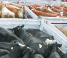 Cattle bought today for fattening will need new record high prices in December to turn a profit. | File photo