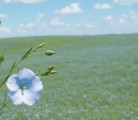 A Saskatchewan Flax Development Commission officer predicts a harvest 29 percent lower than Statistics Canada’s 1.68 million acres. | File photo
