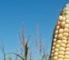 The USDA predicts a record-shattering soybean crop and a near record corn crop. The agency added if weather remains conducive to crop growth, that yield forecast could rise. | File photo