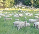 Sungold hopes to encourage producers to adjust lambing cycles so product is available year round, allowing the company to reduce the need to import lambs from the U.S. | File photo