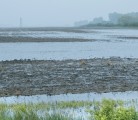 Flooded land will reduce burdensome grain stocks. | File photo