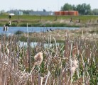 Identifying the true market value of habitat maintenance will help increase farmers’ willingness to comply, says the author. | File photo