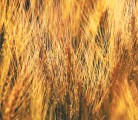Wheat’s complicated genome has still not been mapped in its entirety, but a newly released chromosome-based draft genome sequence is expected to pay dividends. | File photo
