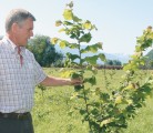 Pentti Hanninen of Canadian Hazelnut in Agassiz, B.C., is trying new tree varieties to combat the eastern filbert blight currently ravaging orchards in Canada and the United States. The blight reduces the yield and will eventually kill the tree. | Karen Morrison photo