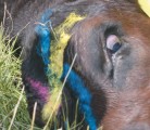 Now is the time to review calf processing techniques to prepare for next year. | Mary MacArthur photo