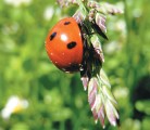 Some beneficial insect predators, such as lady beetles, prey on adult pest insects, while others lay their eggs on pest insects where the larvae later feed. | Marina del Castell/Flickr photo