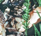 Horsetail spore cone, left, arrives ahead of the green branches that the weed is best known for, far right. | Smithsonian photo