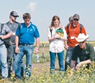 Provincial weed expert Clark Brenzil with Saskatchewan Agriculture, kneeling, assesses herbicide damage in controlled plots during the Crop Diagnostics School at Agriculture Canada’s research farm at Scott, Sask. | Brian Cross photo