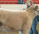 Megan McLeod of Cochrane, Alta., watches the judges during the UFA Steer Classic at the Calgary Stampede July 12. | Barbara Duckworth photo