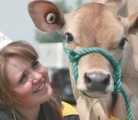 Casey Morey of Rochester, Alta., waits outside the barns for her classes in the Alberta 4-H provincial dairy show to begin. Her heifer calf never left her side as she checked her phone messages. | Barbara Duckworth photo