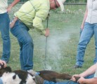 A survey of Canadian beef producers found differences in calf handling practices. | File photo