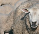 Sungold Specialty Meats plans to expand to reduce Canada’s imports of lamb. Almost all imports come from New Zealand and Australia. | File photo