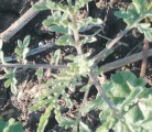 Flixweed can be poisonous to livestock if eaten in high quantities. | Michael Raine photo