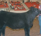 Brady Scott of Eastend, Sask., won the grand champion steer title at the junior division of the Calgary Stampede UFA Steer Classic held July 12. The steer was auctioned off for $20,000 and he will receive a portion of that total in scholarship money. | Barbara Duckworth photo
