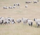 Some farms in the United Kingdom saw nearly half their lamb flocks succumb to Schmallenberg virus. | File photo