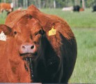 A sustainable beef group plans to spell out specific goals for continuous improvement in all aspects of beef production. | File photo