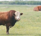Bull calves fed a higher nutrition diet before puberty could become better herd sires when they mature. | Mary MacArthur photo