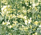 Meal from carinata, a potential biofuel, has recently been approved for cattle feed in Canada. | Barb Glen photo
