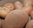 Canadian producers are estimated to have planted more than 348,000 acres of potatoes in 2013, down slightly from last year. | File photo