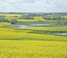 Watch McMillan's Markets for the most important crop and livestock market information of the week. |Robin Booker, photo.