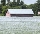 Watch McMillan's Markets for the most important crop and livestock market information of the week. |Robin Booker, photo.