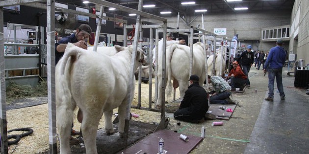 edmonton livestock market