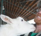 A goat jumps to greet Jason Lyons, who runs a dairy goat operation near Caledon, Ont. Lyons grew up on a cow dairy farm but never developed a bond with cattle. He thinks goats have “10 times the personality of a cow.” | Robert Arnason photo