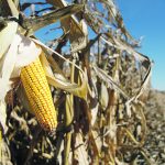 American corn production dropped by 456 million bushels and ending stocks by 198 million bushels in the U.S. Department of Agriculture’s January World Agricultural Supply and Demand Estimates report. | File photo