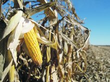 American corn production dropped by 456 million bushels and ending stocks by 198 million bushels in the U.S. Department of Agriculture’s January World Agricultural Supply and Demand Estimates report. | File photo