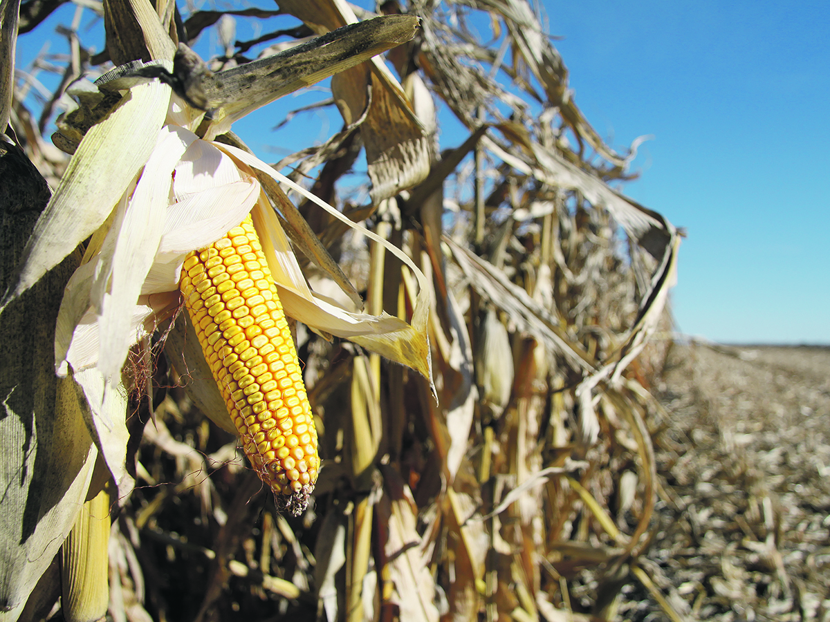 American corn production dropped by 456 million bushels and ending stocks by 198 million bushels in the U.S. Department of Agriculture’s January World Agricultural Supply and Demand Estimates report. | File photo