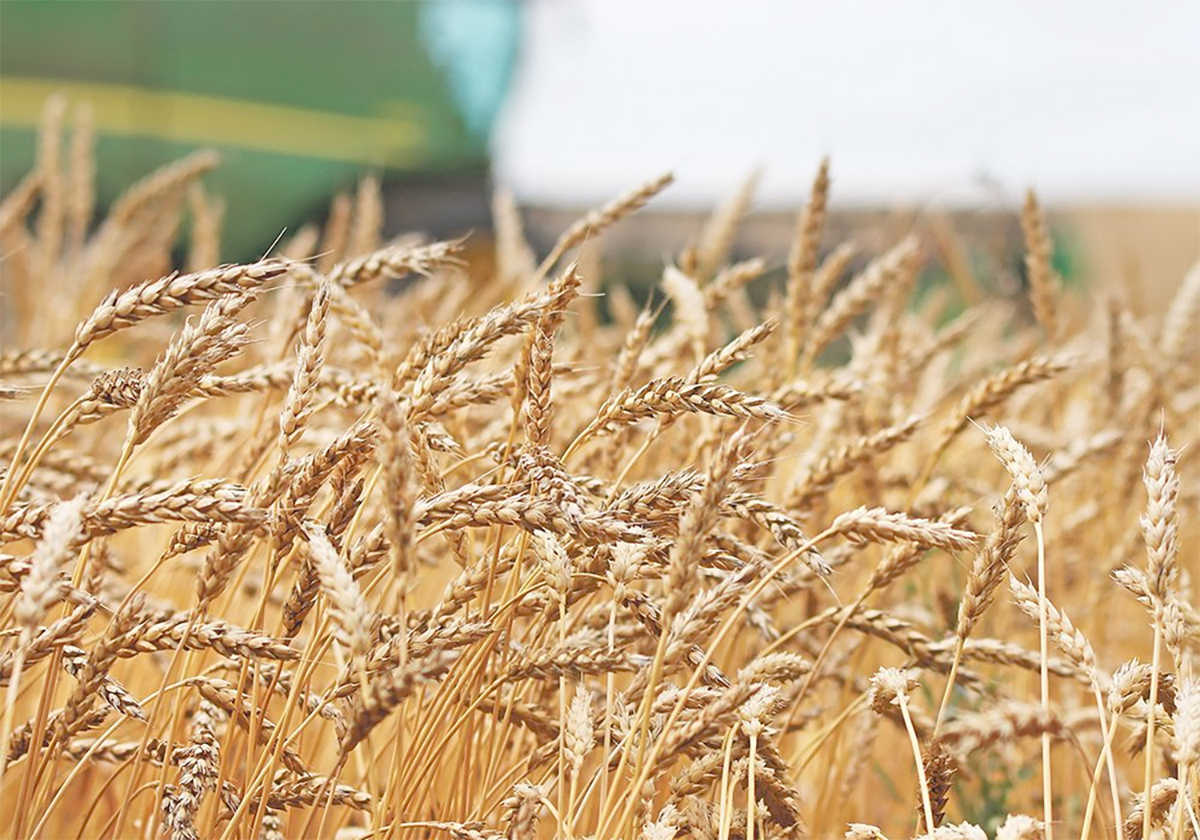 A close-up photo of the ripe heads of wheat with a blurry green combine in the background.