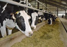Dairy cattle at feeding time in a barn.
